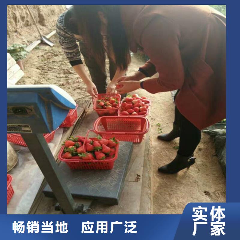 草莓苗苹果苗快速发货