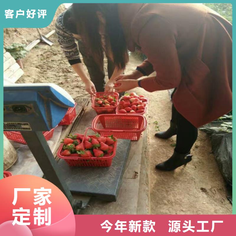 象山哪里賣草莓種苗，草莓種苗基地批發(fā)