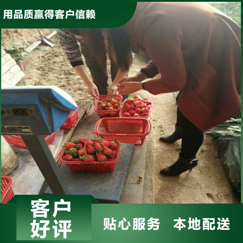 【草莓苗油桃树苗诚信厂家】