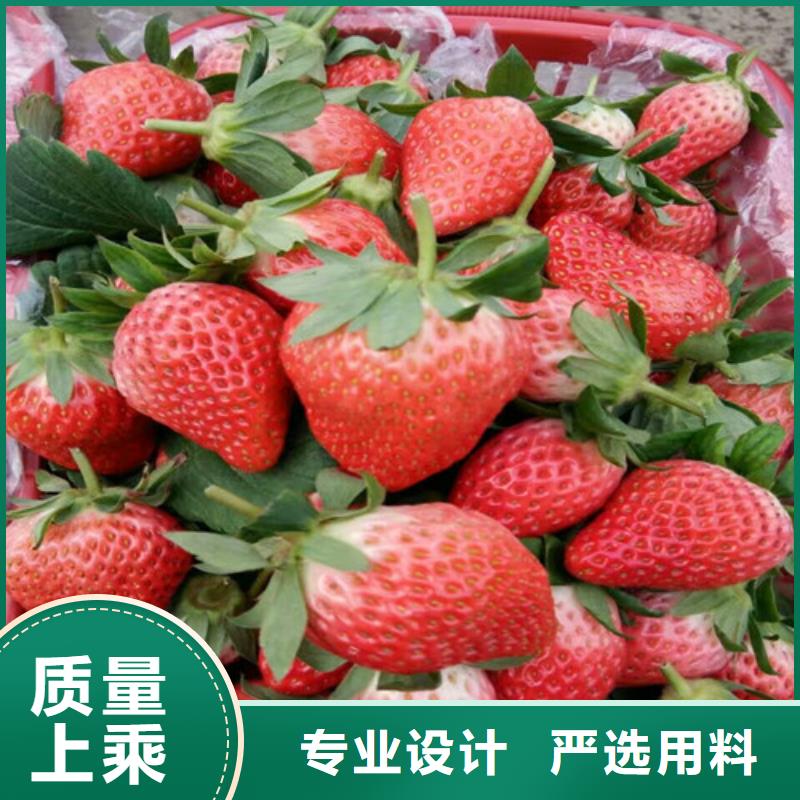 草莓苗毛蟠桃树苗基地工厂价格