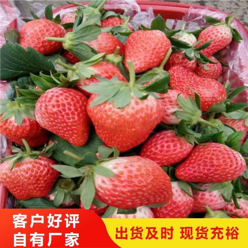 草莓苗大棚草莓苗一站式服务