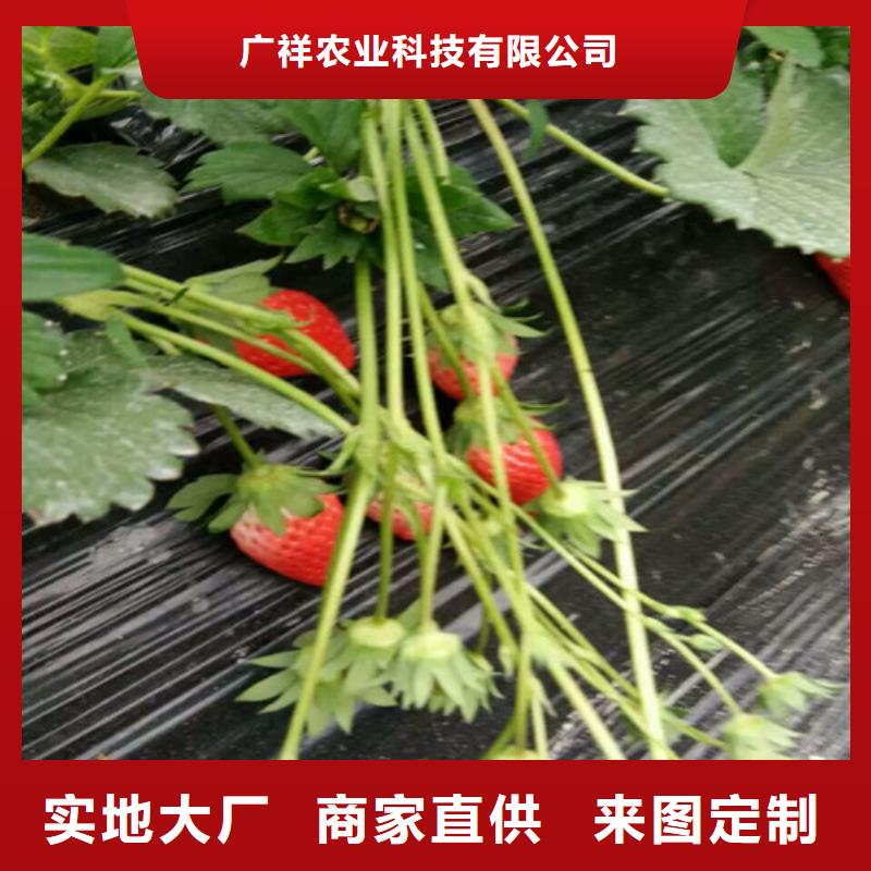 草莓苗【大棚草莓苗】層層質檢