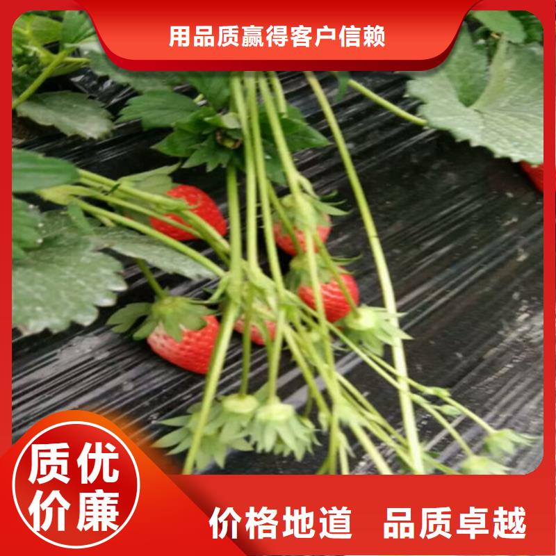 草莓苗 草莓苗價(jià)格工期短發(fā)貨快