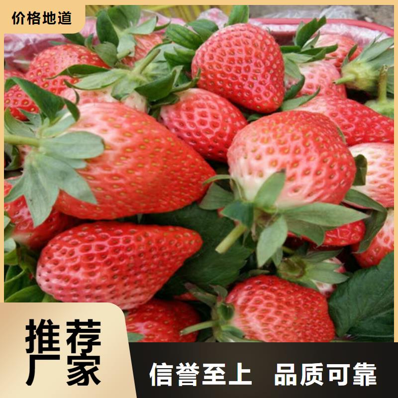 草莓苗毛蟠桃樹苗基地品質做服務