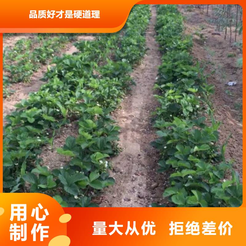 草莓苗蟠枣树苗好品质售后无忧