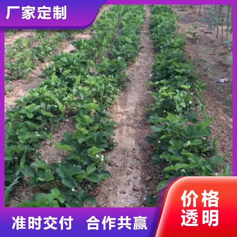 草莓苗果树苗直销厂家