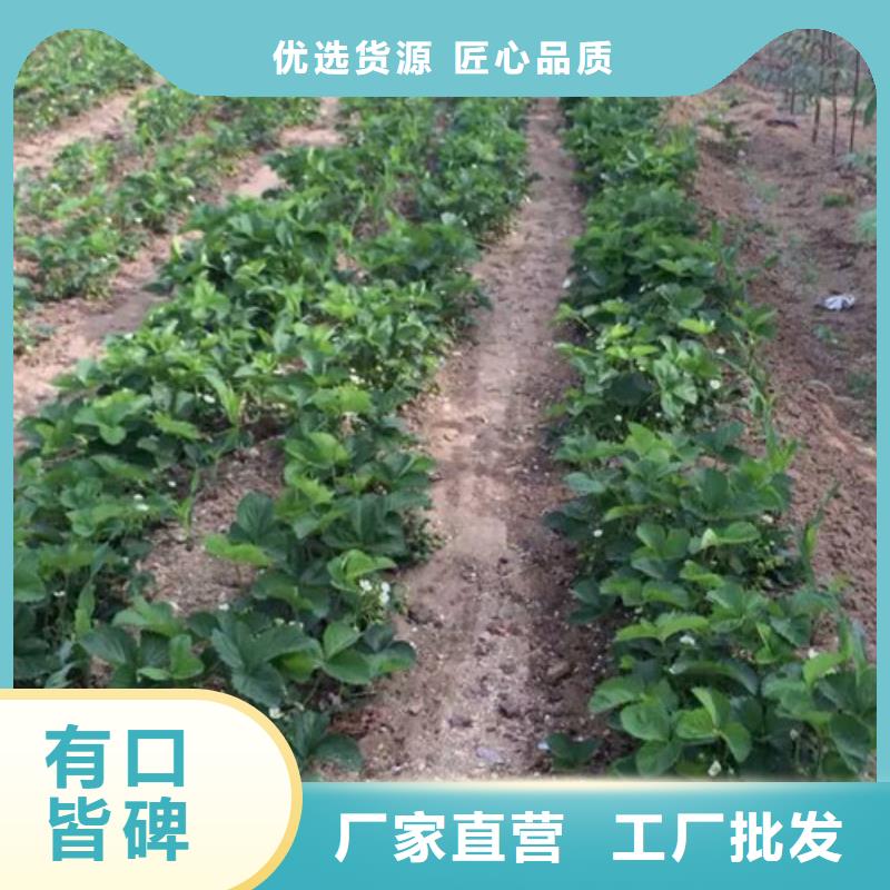 草莓苗_梨树苗基地定制速度快工期短