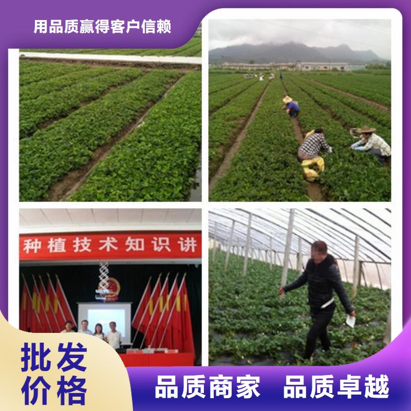 草莓苗香椿树苗厂家规格全