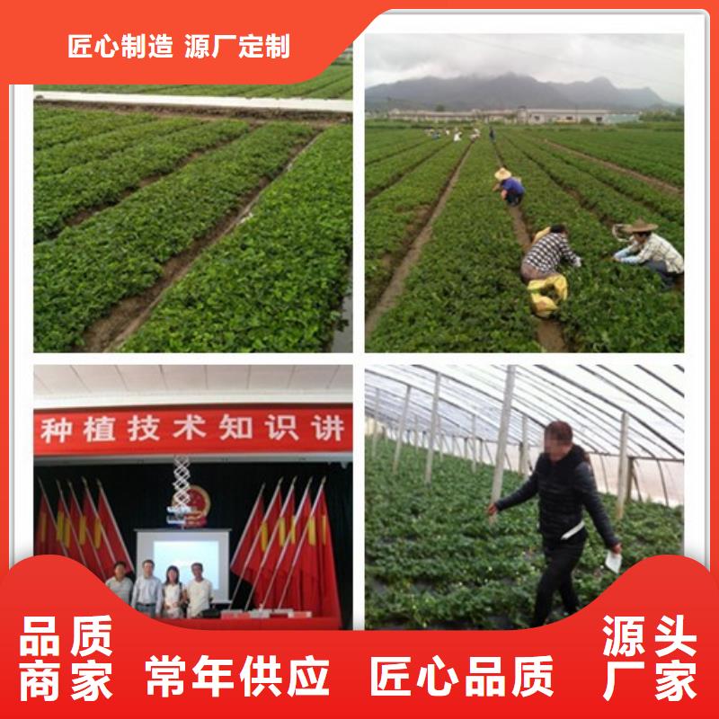 草莓苗_油蟠桃樹苗隨到隨提
