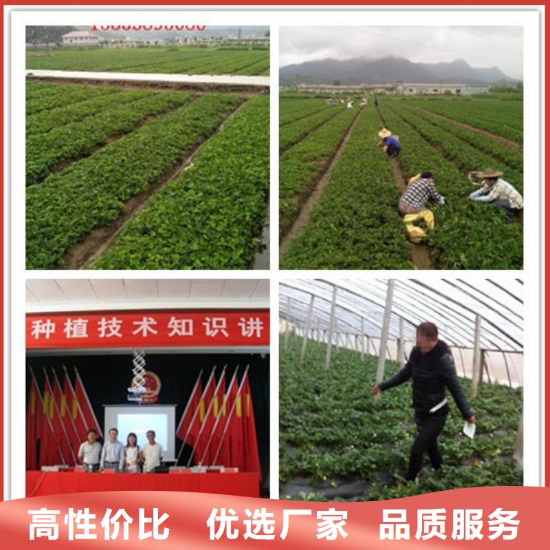 草莓苗油桃樹苗產品優良
