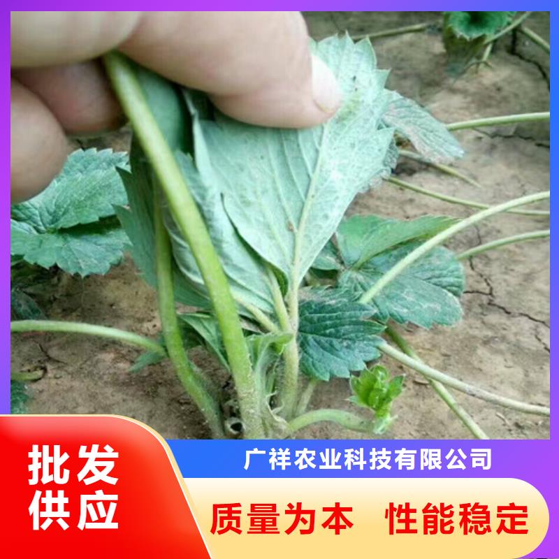 草莓苗香椿树苗厂家规格全