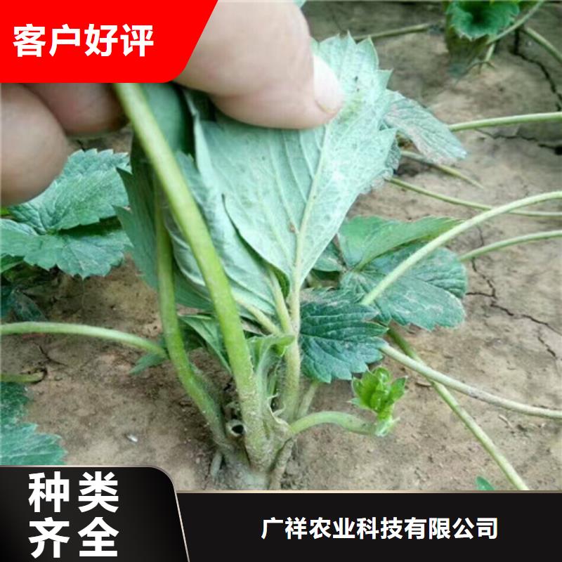 草莓苗 艾琳娜西梅树苗真材实料加工定制