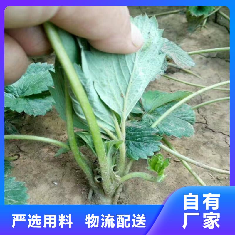 草莓苗【黄金苹果树苗基地】厂家实力雄厚