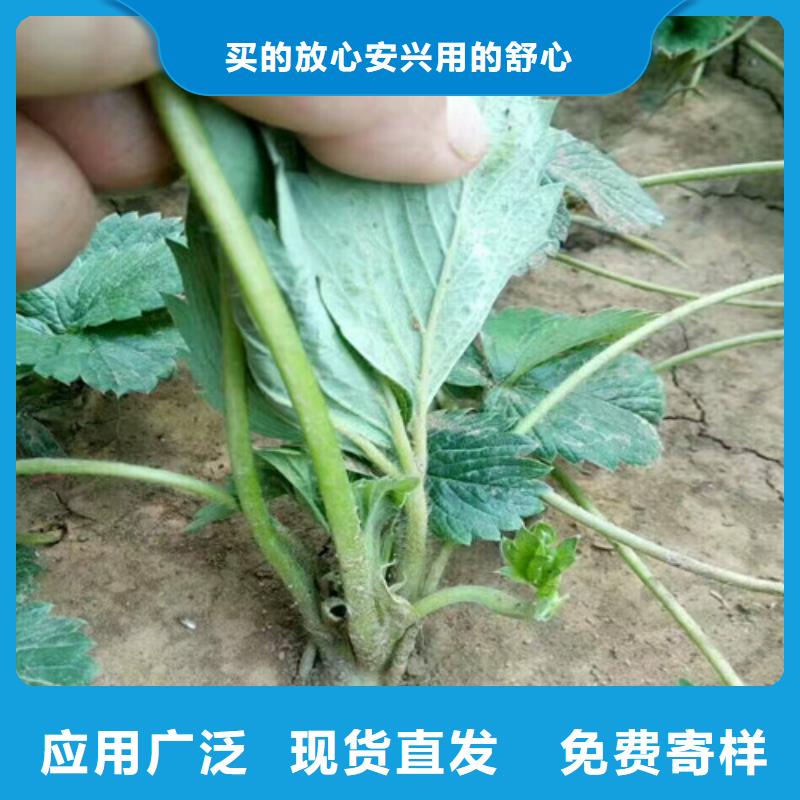 草莓苗香梨树苗源头厂源头货