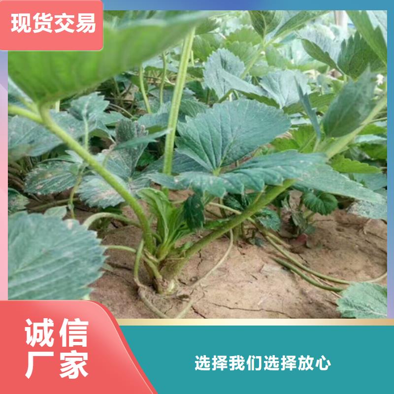 【草莓苗天仙醉草莓苗高質量高信譽】