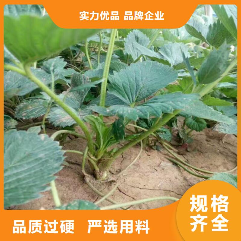 桃树苗视频-贵州省毕节市广祥桃树苗可服务区域黔西|大方|遵义|黔南|安顺|六盘水|铜仁|贵阳等