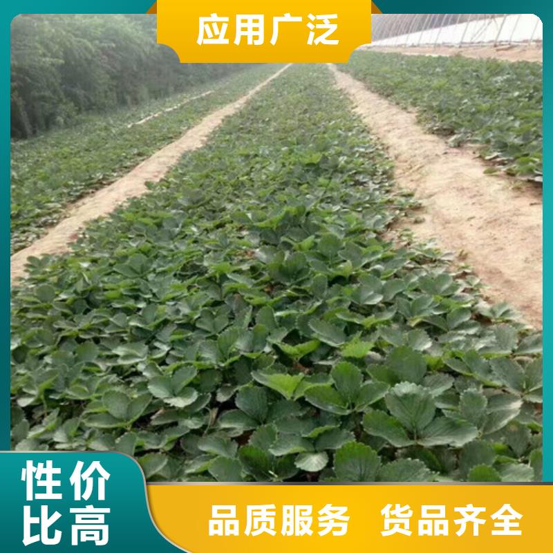 草莓苗油蟠桃树苗根据要求定制