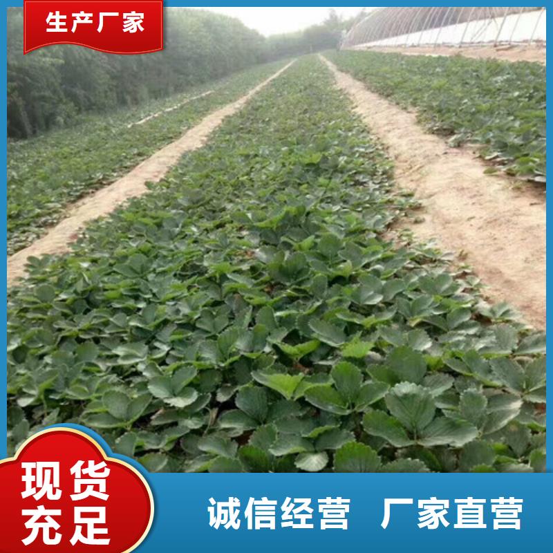 草莓苗,【大棚草莓苗】用心做產(chǎn)品
