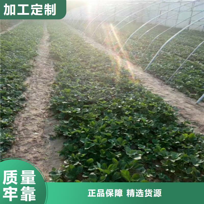 艷麗草莓苗畝產(chǎn)多少