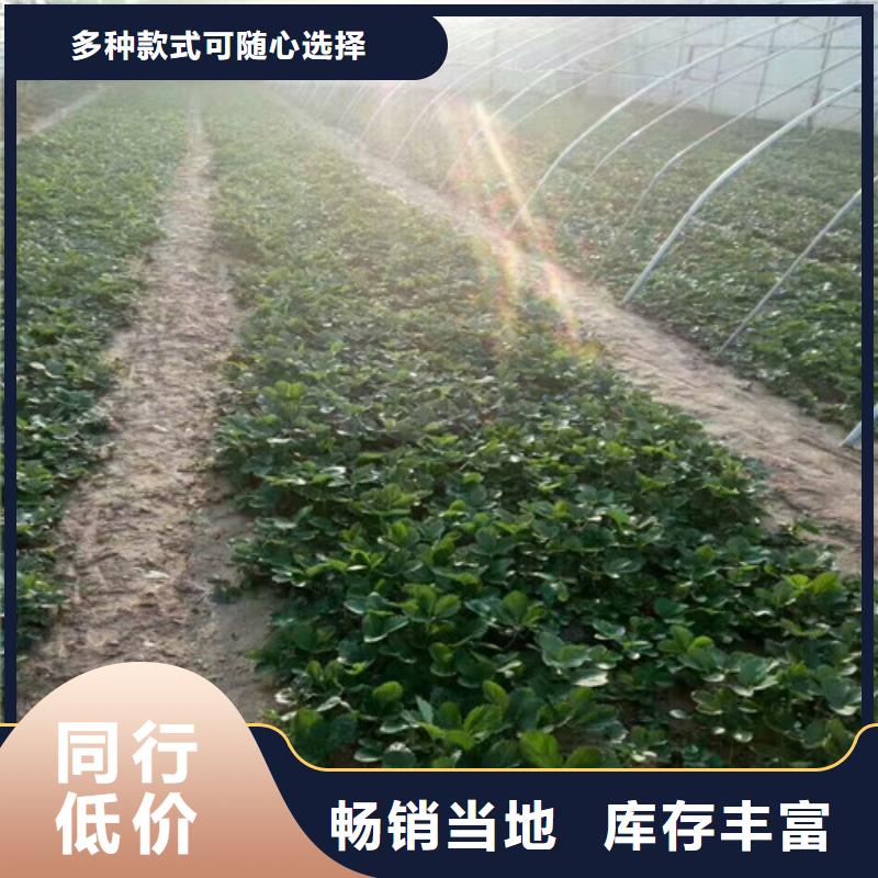 草莓苗哪里純正