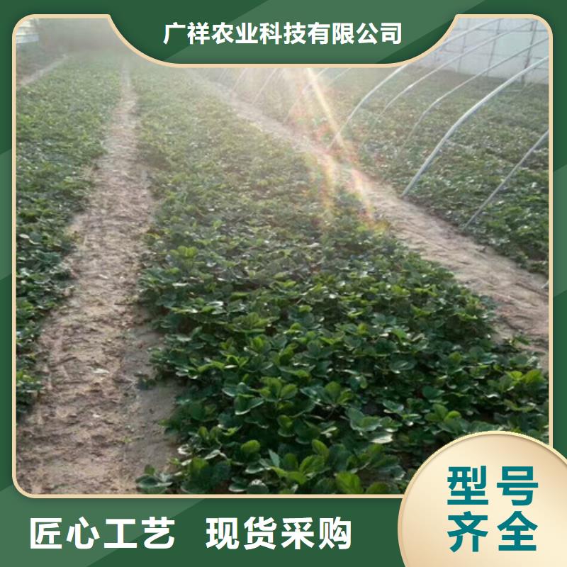 草莓苗毛蟠桃树苗服务至上