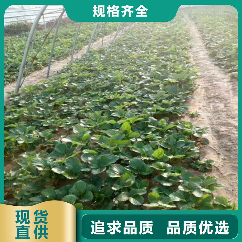 草莓苗阳光玫瑰葡萄树苗厂家案例