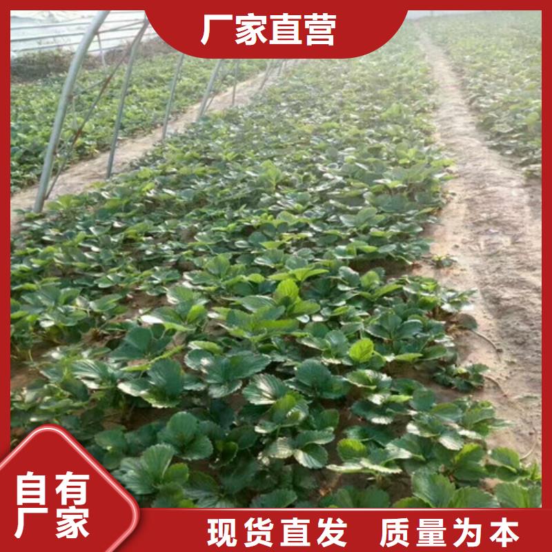 草莓苗藍(lán)寶石葡萄苗真正讓利給買家