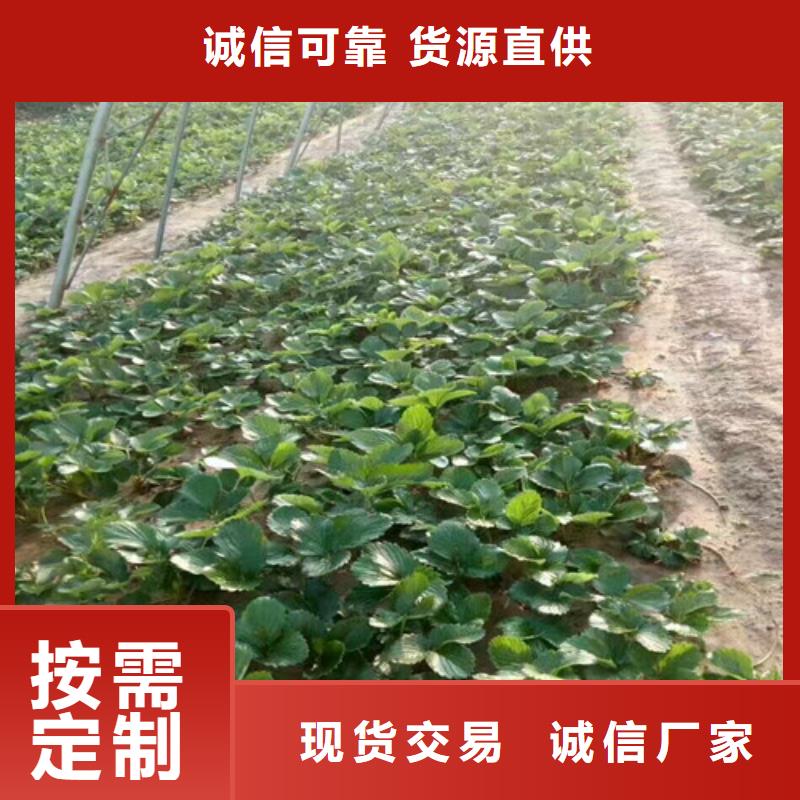 草莓苗果树苗现货交易