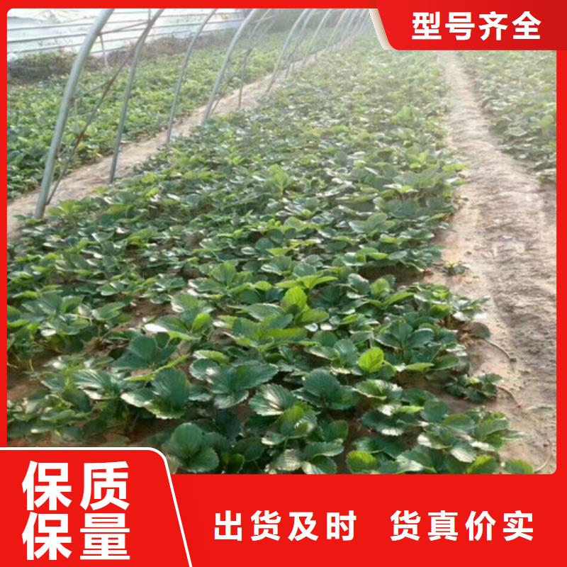 桃熏草莓苗廠家_桃熏草莓苗