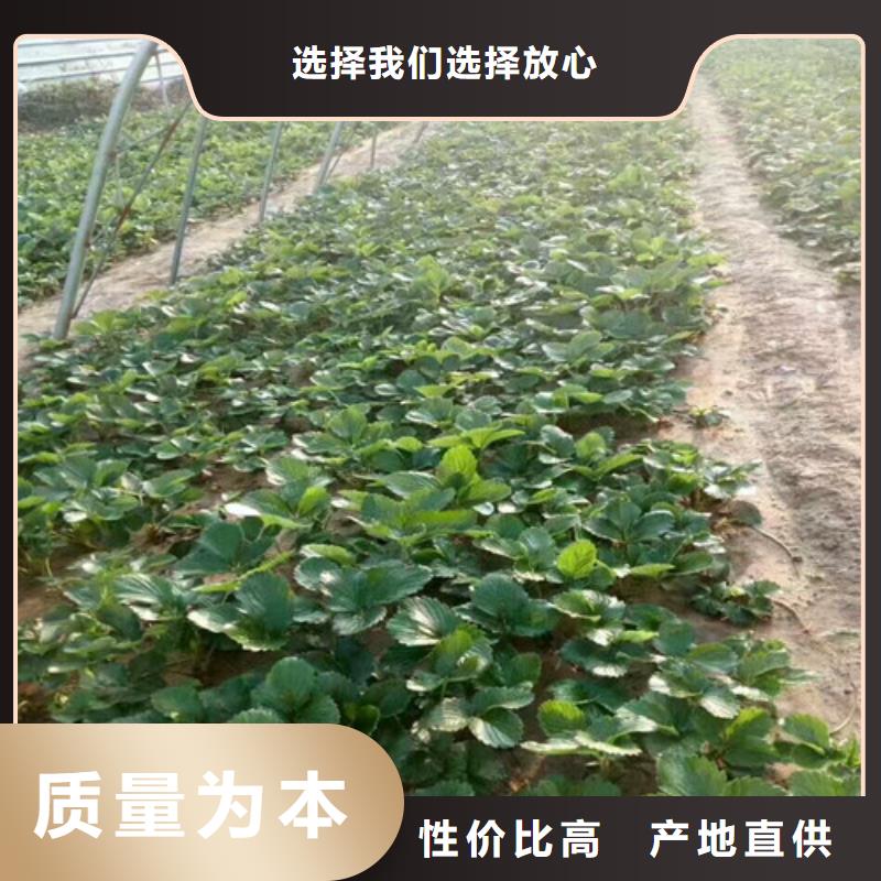 草莓苗天仙醉草莓苗每一处都是匠心制作