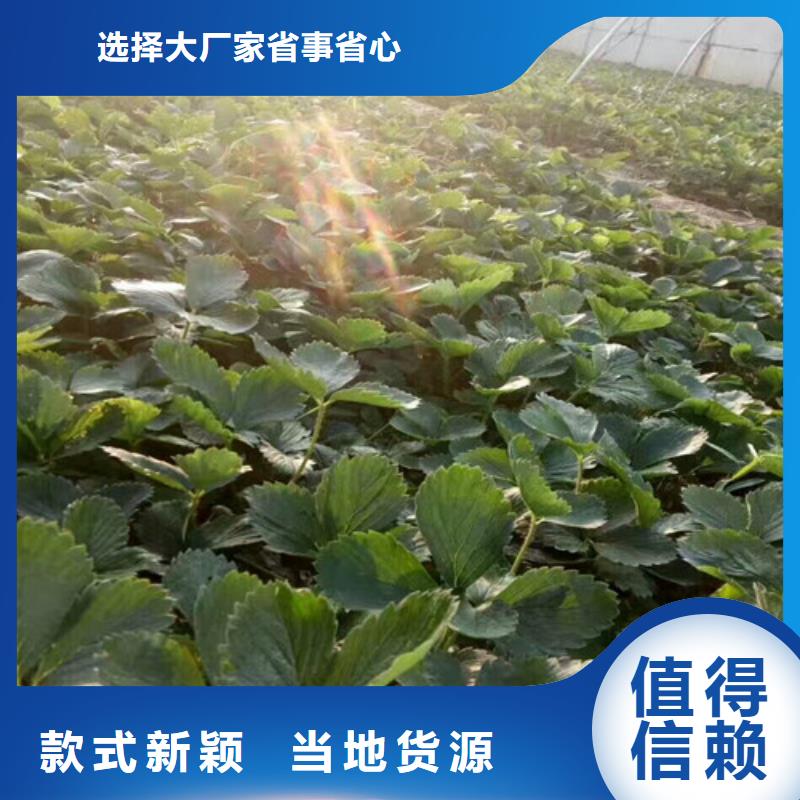 草莓苗葡萄苗产品细节参数
