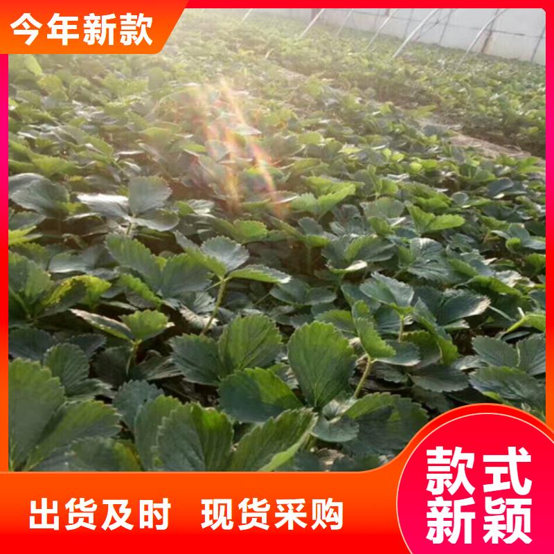 草莓苗_黑珍珠草莓苗工廠直營
