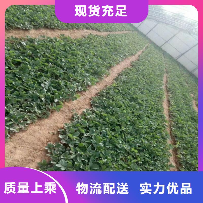 草莓苗,【大棚草莓苗】用心做产品