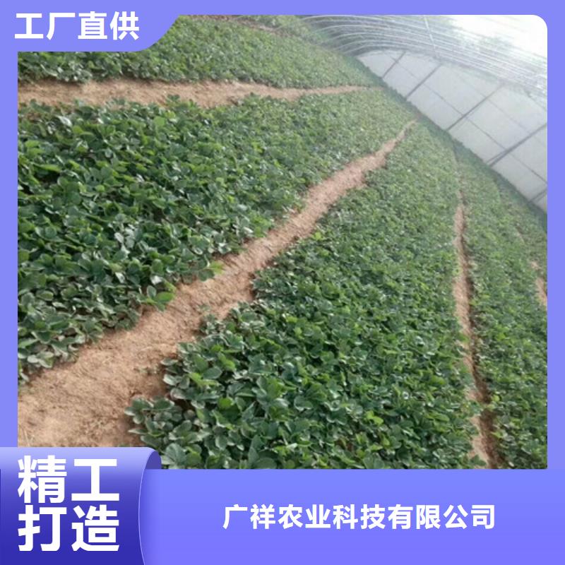 草莓苗无花果树苗优质材料厂家直销