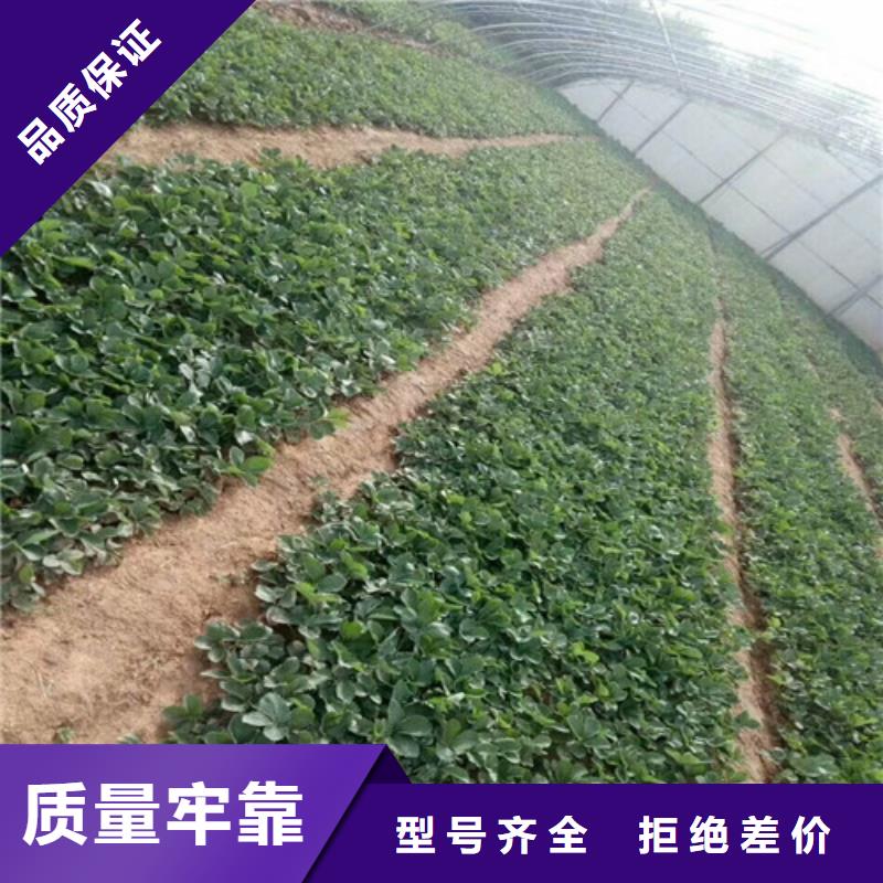 甜查理草莓苗