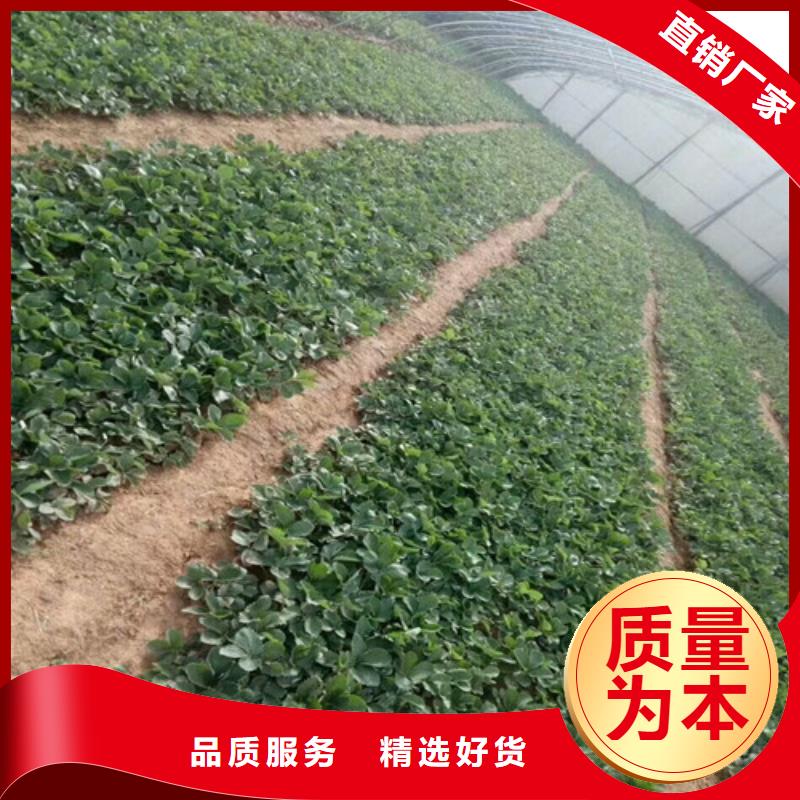 草莓苗-蜂糖李子樹苗暢銷當地