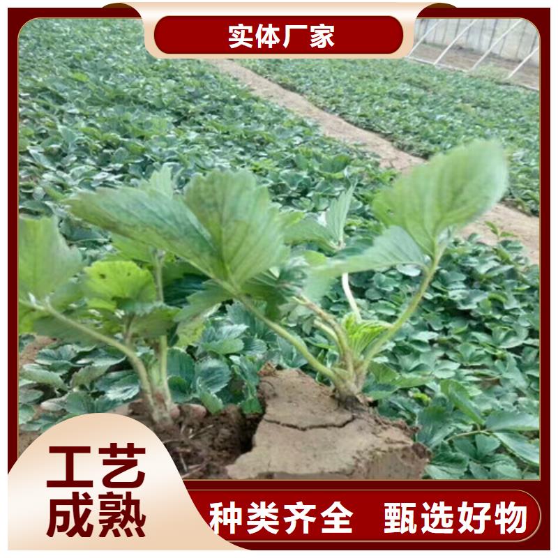 艷麗草莓苗畝產(chǎn)多少