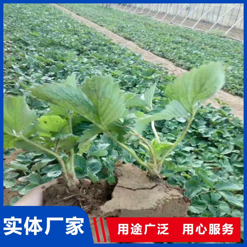 草莓苗夏黑葡萄苗价格实惠工厂直供