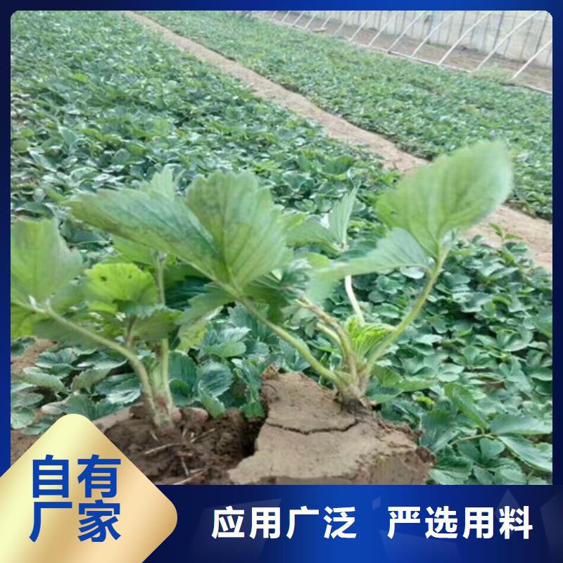 草莓苗梨樹苗基地貨源充足