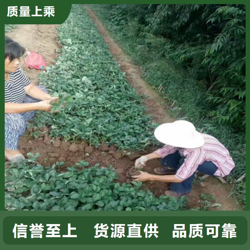草莓苗 果树苗准时交付