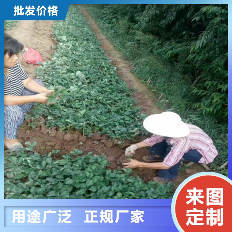草莓苗【果樹苗】多種規格供您選擇