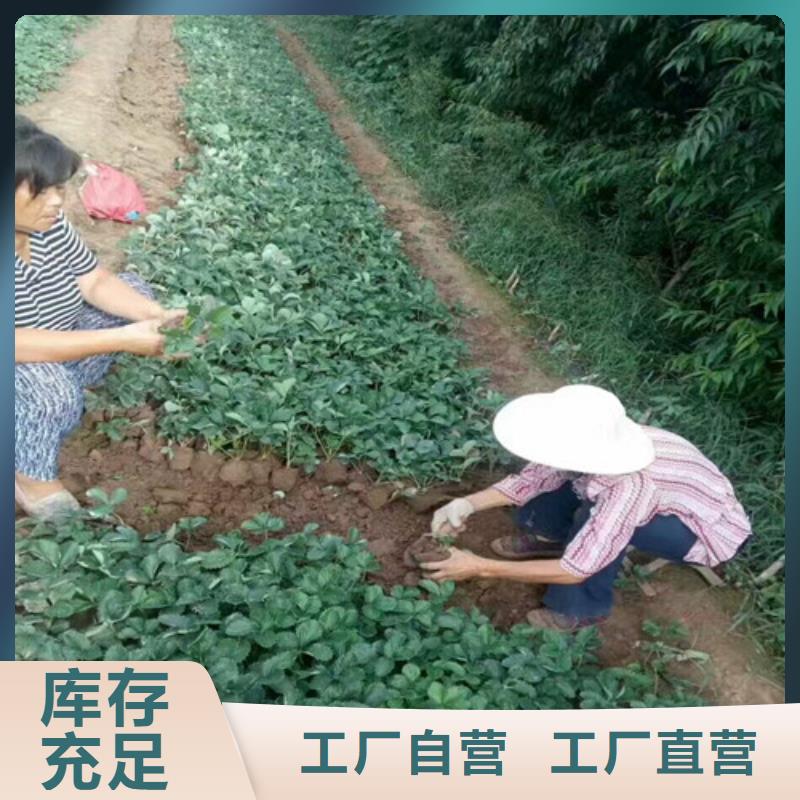 草莓苗-草莓做工細致