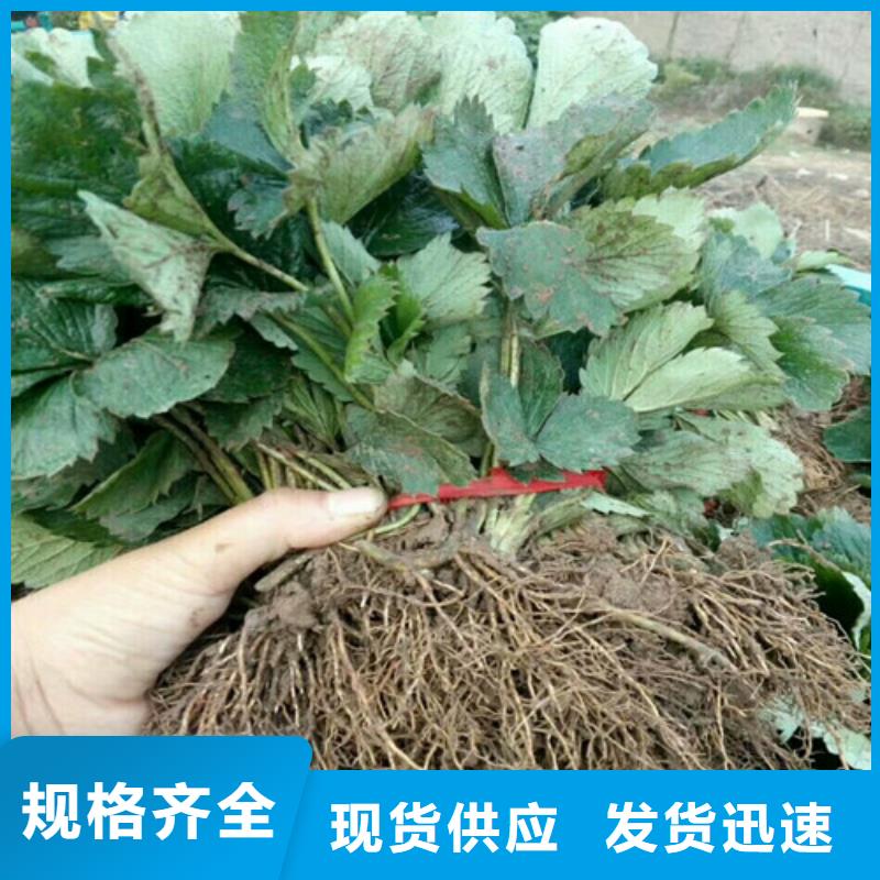 新化隋珠草莓苗現貨報價