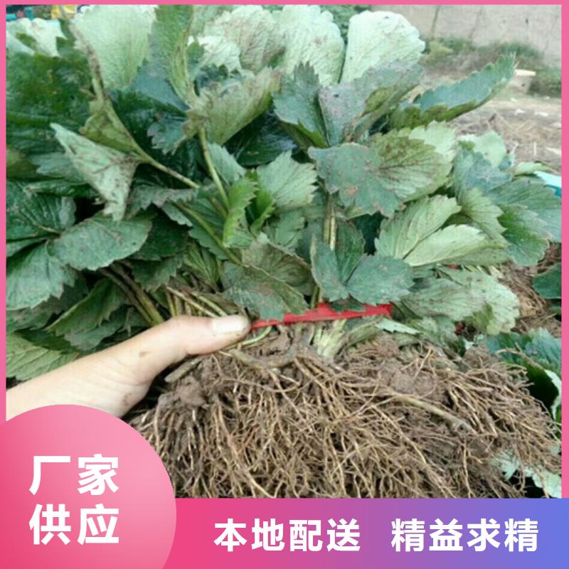 草莓苗果树苗现货交易