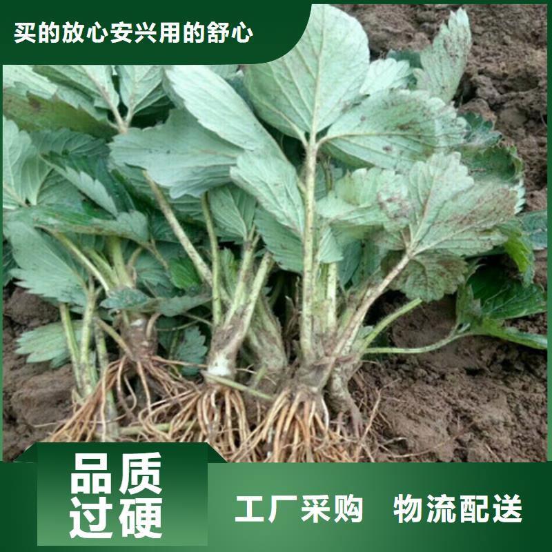 草莓苗草莓檢驗發貨
