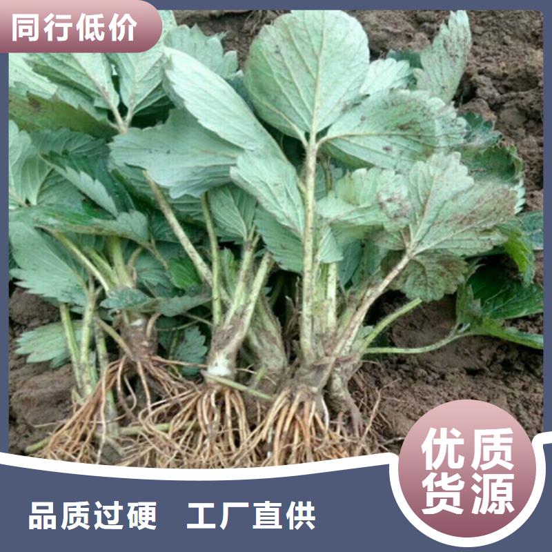 草莓苗-火箭大樱桃树苗用心服务