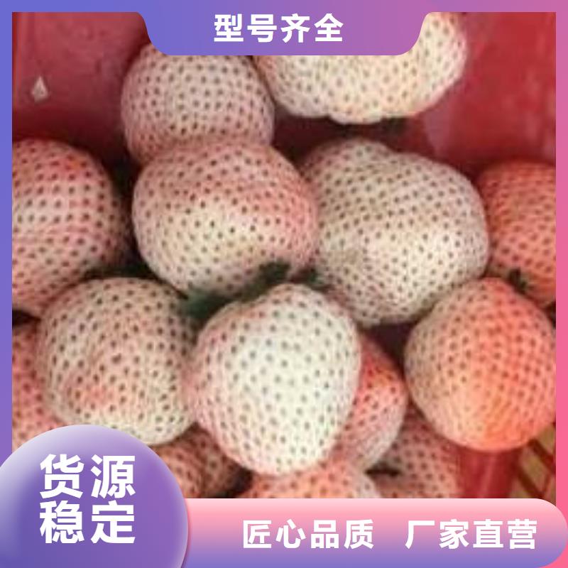草莓苗白桃树苗定制速度快工期短