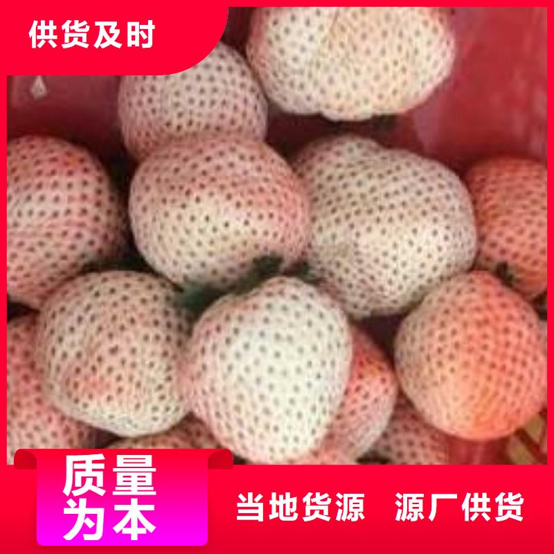 草莓苗香梨树苗源头厂源头货