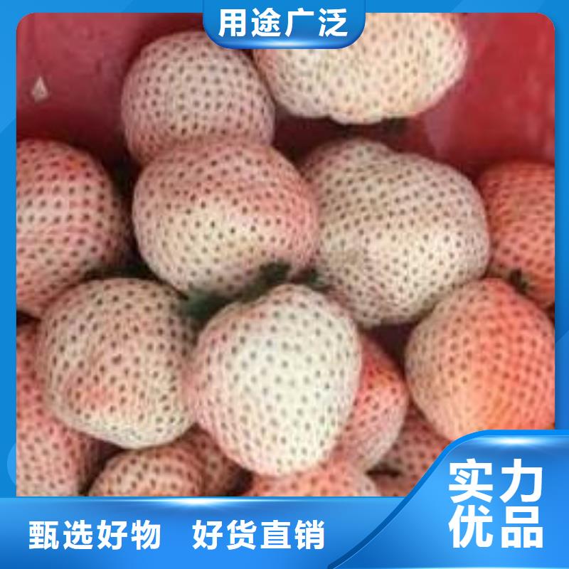 草莓苗毛蟠桃树苗基地工厂价格
