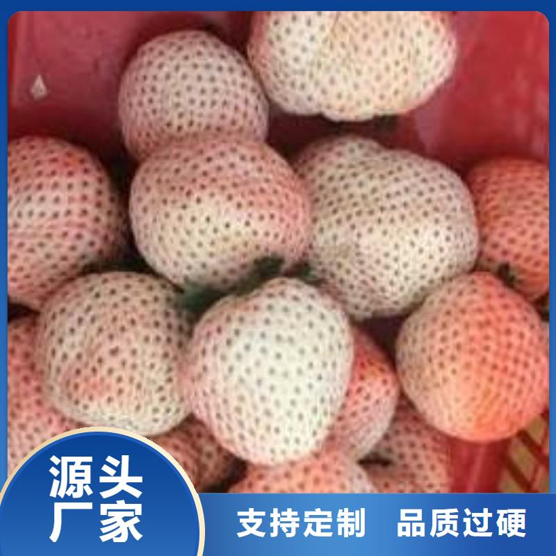 草莓苗樱桃苗设计合理